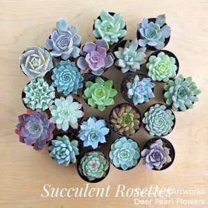 Succulents Wedding Favors